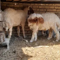 برره نر