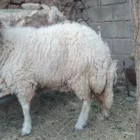 گوسفند|حیوانات مزرعه|بدره, |دیوار