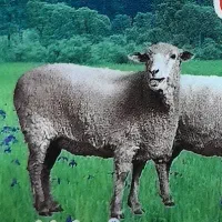 فروش گوسفند زنده