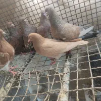 کبوتر کله ای|پرنده|امیدیه, |دیوار