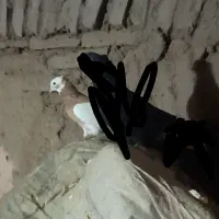 سبز خطی و طوقی زرد|پرنده|سبزوار, رباط|دیوار