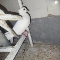 دوعدد کبوتر گلوپ و یه سفید گلالی هردو نر هستند