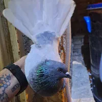 کبوتر دم سفید ۵ عدد