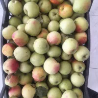 سیب درختی