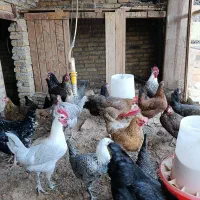 فروش مرغ وخروس|حیوانات مزرعه|اردکان, |دیوار