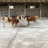 2 راس سیمینتال ماده پای پروار