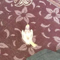 جفت عروس هلندی شرط مولد معاوض با قناری مست|پرنده|اهواز, اسلام آباد شرقی|دیوار