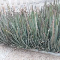 الوئه ورا