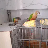 طوطی گرینچک مولد