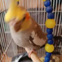 یک جفت عروس هلندی لوتینو وگل باقلی با لوازم|پرنده|لاهیجان, کوی آزادگان|دیوار