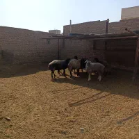 میش بره بزغاله|حیوانات مزرعه|قلعه نو, |دیوار