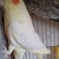 جفت عروس هلندی مولد با کیفیت|پرنده|اردبیل, |دیوار