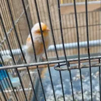 سهره و قناری