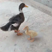 دونا اردک سرحال
