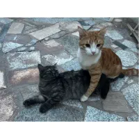 گمشده چهارراه خوشی حر