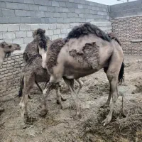چهار نفر شتر
