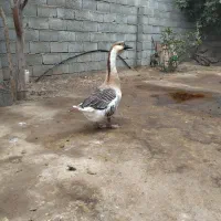 غوغاز اصل نر