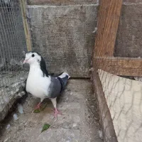 ماده واز|پرنده|اصفهان, سودان|دیوار