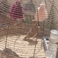 سهره قناری