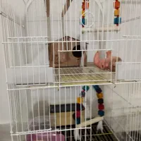 قفس بزرگ پرنده