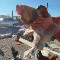 تخم مرغ برهما