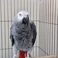 طوطی کاسکو
