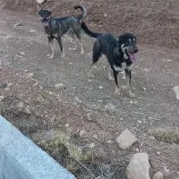 دو قلاده سگ پژدر عراقی