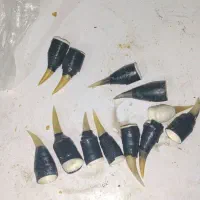 باسلام ۶ جفت خار