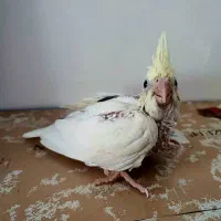 عروس هلندی تک خال کرم فیس کلکسیونی سرلاکی