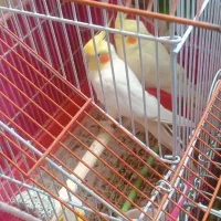عروس هلندی لوتینو مولد با جوجه