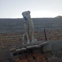 سرابی یازده ماهع