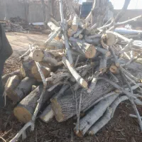 برش انواع درخت و خریدار چوب
