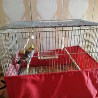 عروس هلندی فروش فوری