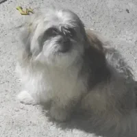 سگ شیتزو تریرـنریکساله