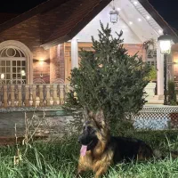 سگ ژرمن شپرد|سگ|هشتگرد, تهران دشت|دیوار