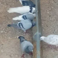 فروش چند عدد مسافتی نژاد دار