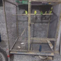 قفس اهنی (قوطی)۱×۱در۷۵