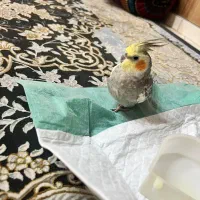 عروس هلندی گمشده|حیوانات|ملارد, |دیوار