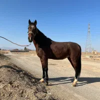 اسب|اسب و تجهیزات اسب‌سواری|ساوه, |دیوار