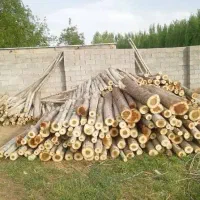 خرید همه نوع چوب