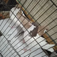 زیورآلات تزیینی،شصتی حراج سه تادوتومن