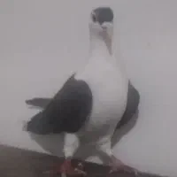 ساده