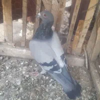 صیدقلدور