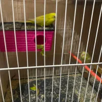 ۱۴عدد مرغ عشق نرو ماده|پرنده|بیرجند, |دیوار