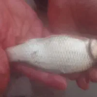 فروش بچه ماهی گرم آبی کپور ،سفید،آزاد ۸۰ تا ۴۰۰گرم