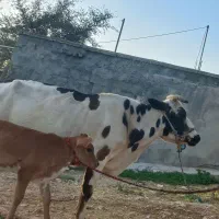 گاو‌|حیوانات مزرعه|ایذه, |دیوار