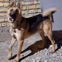 سگ ژرمن کلاسیک