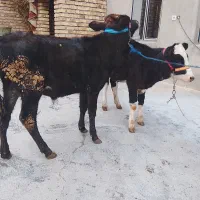 گوساله|حیوانات مزرعه|کلیائی, |دیوار