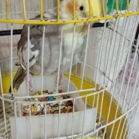 یک جفت عروس هلندی نر و ماده