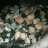 ماهی گوشتخوار|ماهی|مشهد, حضرت حجت|دیوار